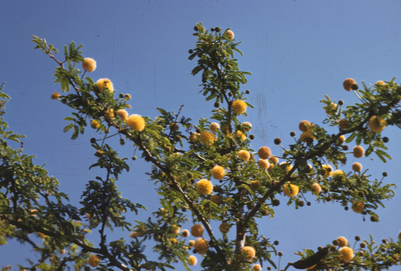 Many yellow, puffball flowers grow on the branches of a tree amid green, feather-like leaves. 