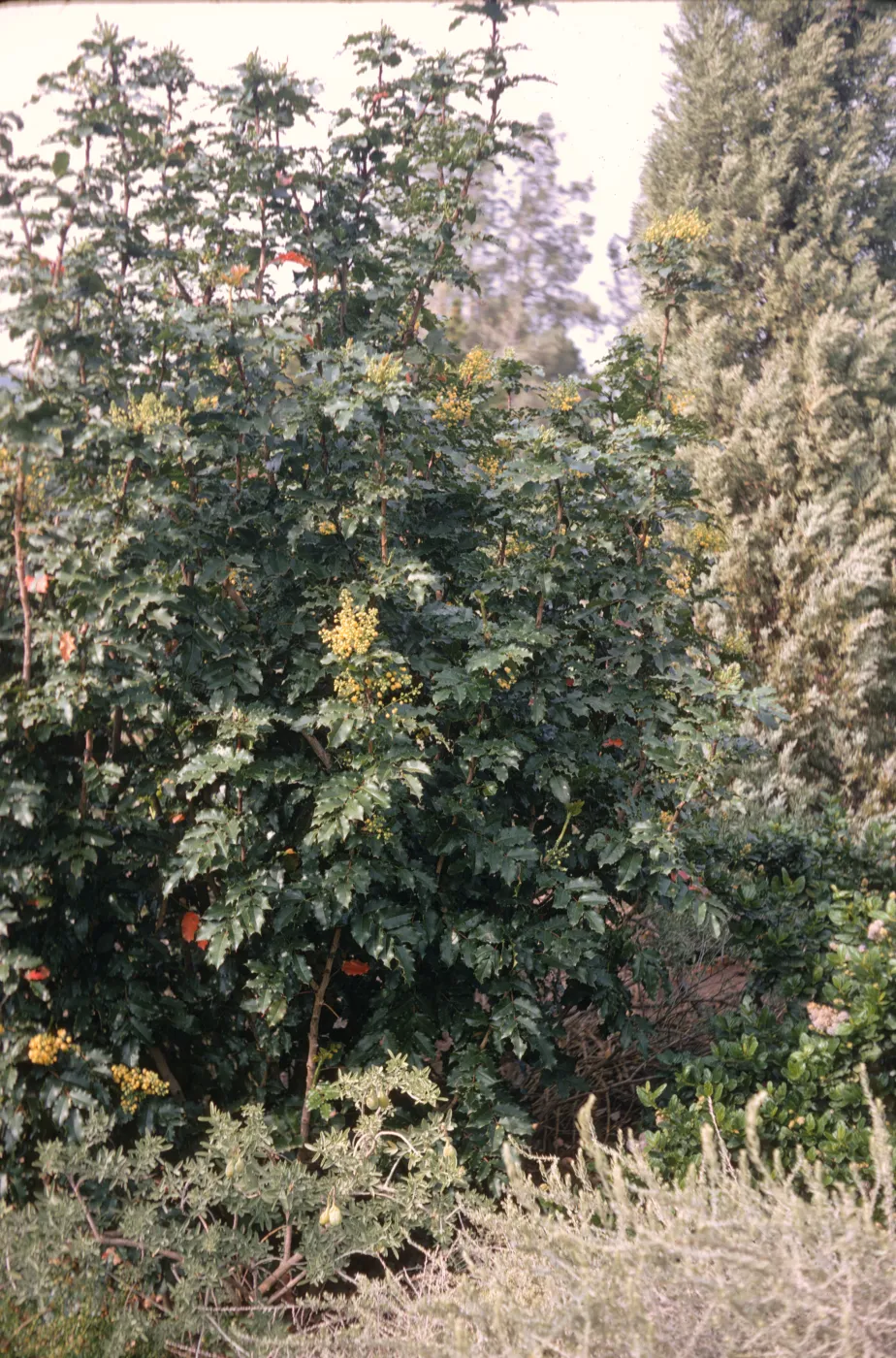 A large bush with stiff, pointy, oval shaped leaves. 