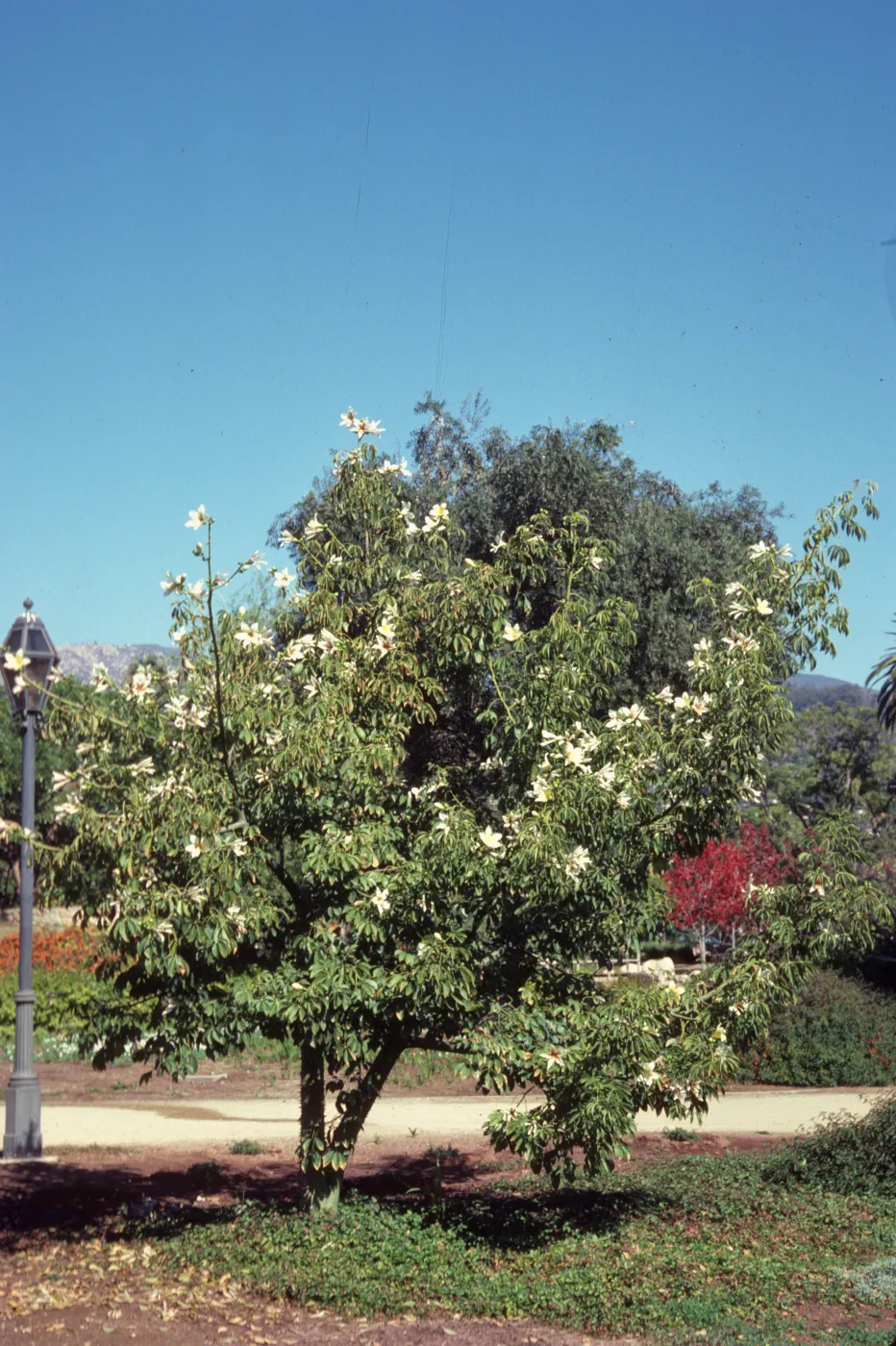 A small, two-trucked tree with large, five-petaled white flowers stands next to a street light beside a gravel path. 