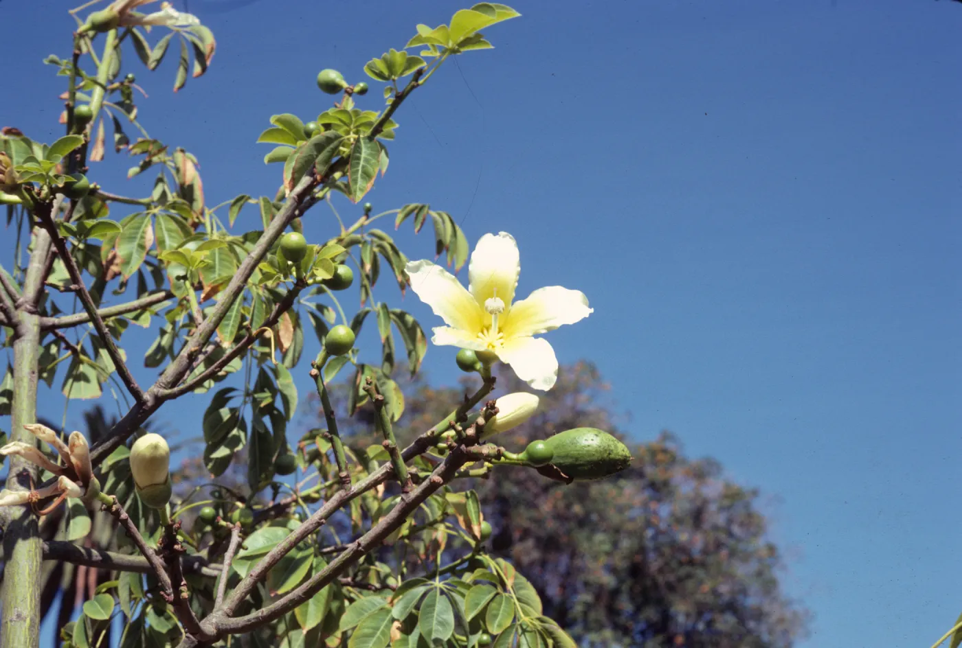 A single flower with five white petals, fading to yellow at the center of the flower, grows on a narrow branch among green flower buds. 