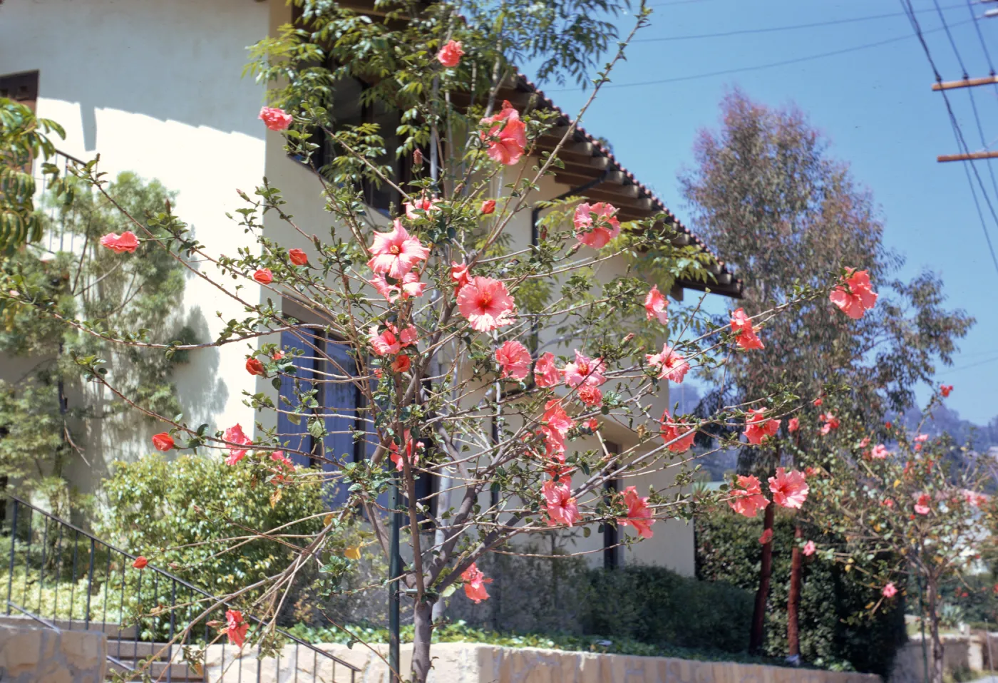 A narrow tree with sparse leaf coverage and several round, salmon-pink hibiscus flowers grows in front of a white stucco building. 