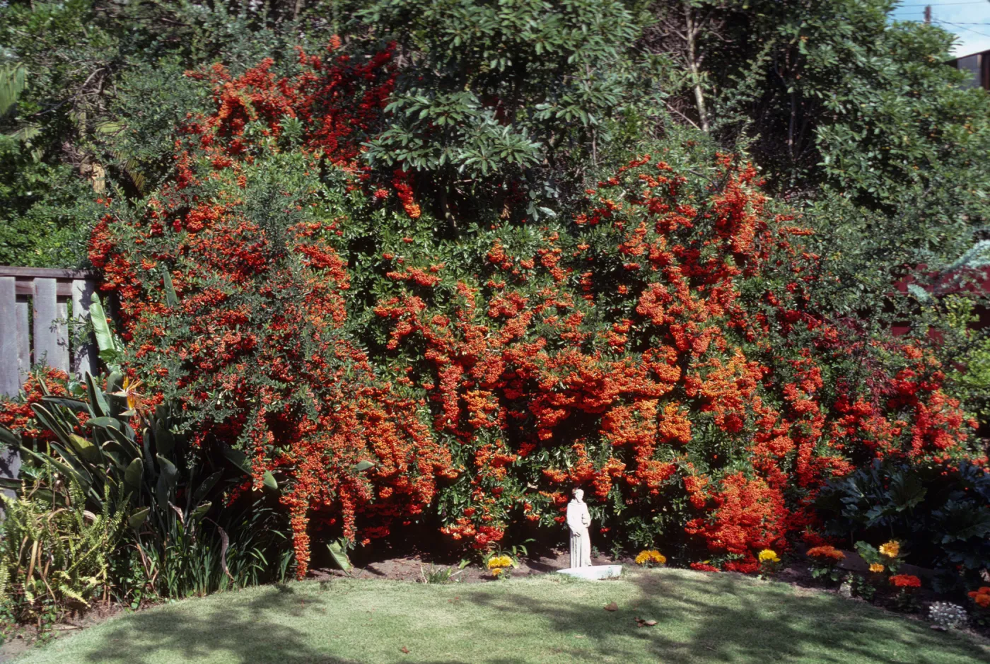 A huge bush drooping with the weight of many small, bright red fruits grows in the corner of a garden among other plants and flowers. A statue of a person in a long robe stands in bright sunlight in front of the bush.  