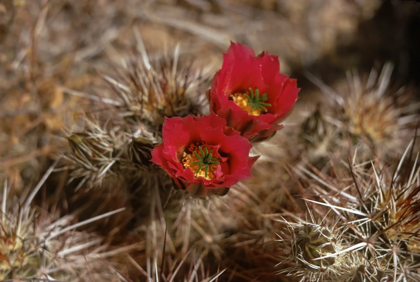 Two flowers with red petals and yellow centers shaped like deep cups grow from the top of a cactus thick with tan spines. 