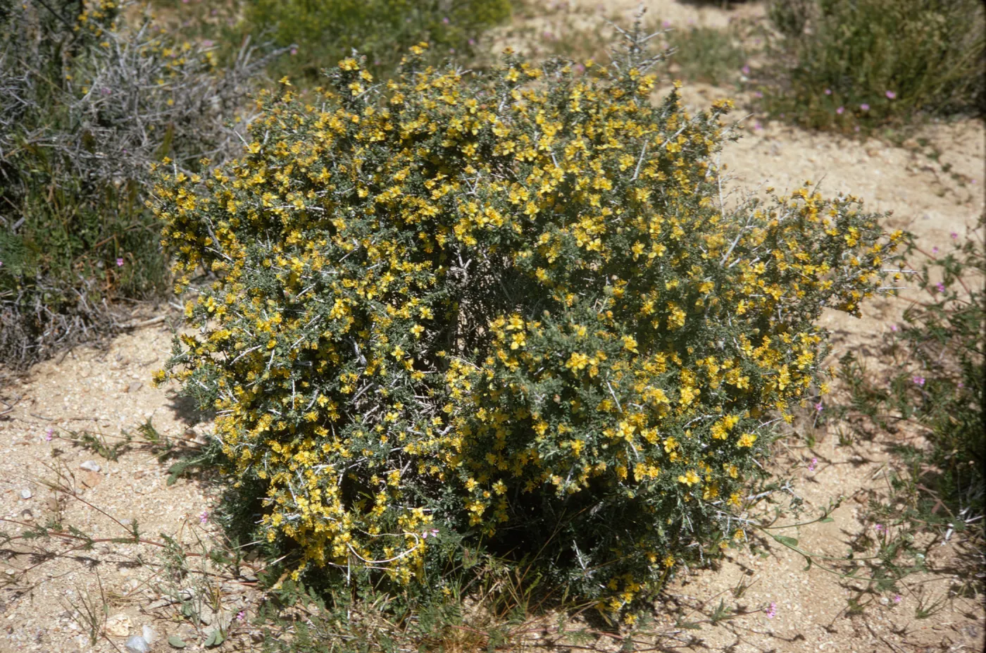 A round, green bush covered in many small, yellow flowers.