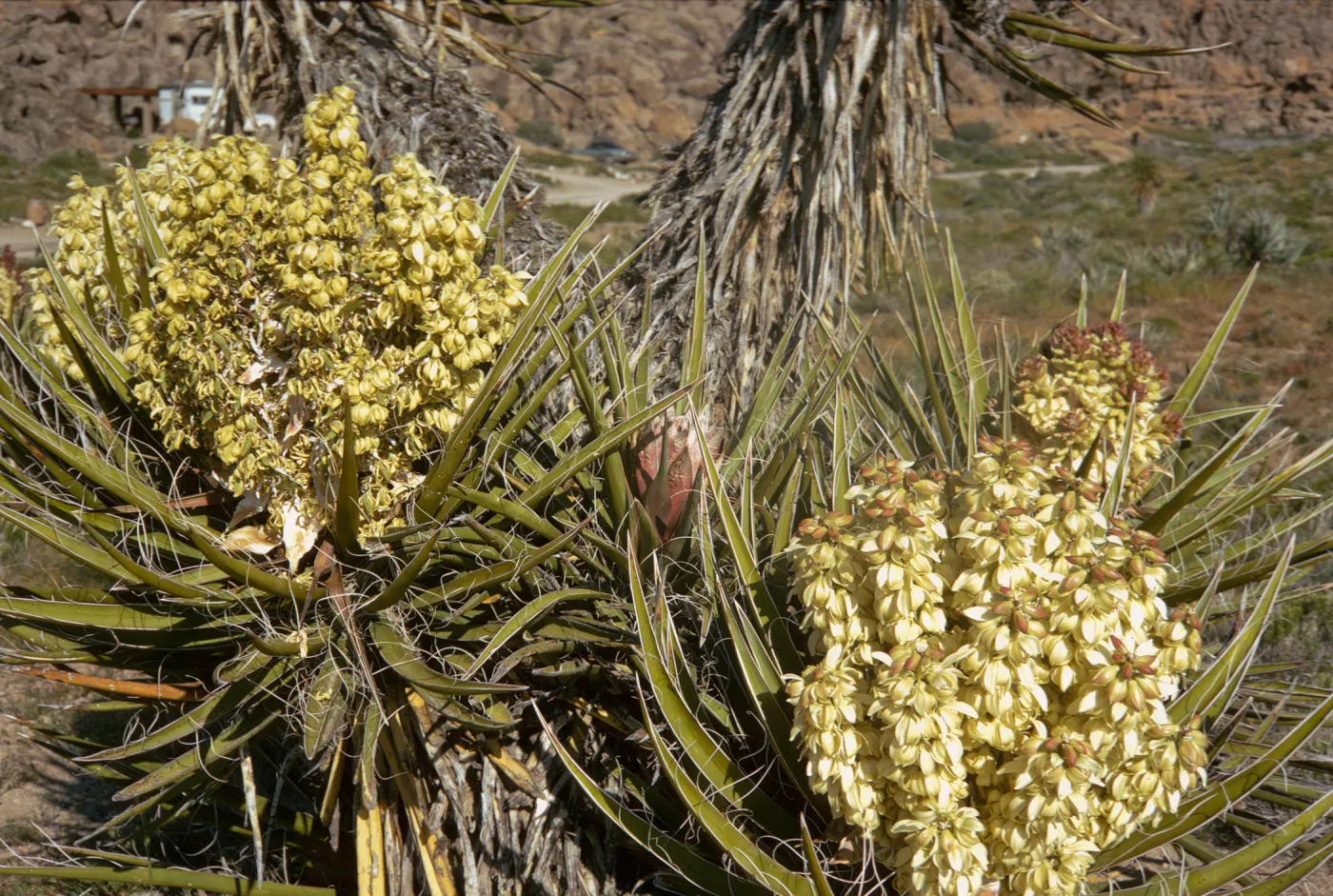 Two huge masses consisting of multiple clusters of off-white flowers grow each grow from the center of a rosette of long, stiff aloe-like leaves. 