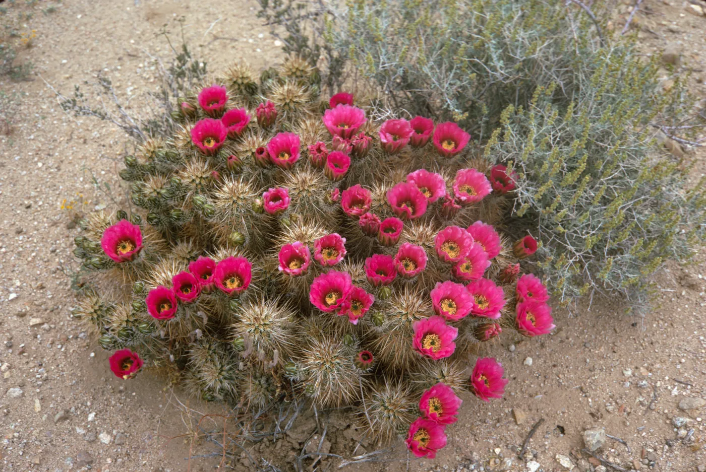 Many round, hot-pink flowers with yellow centers an deep, cupped shape bloom from the tops of a multi-lobed cactus.