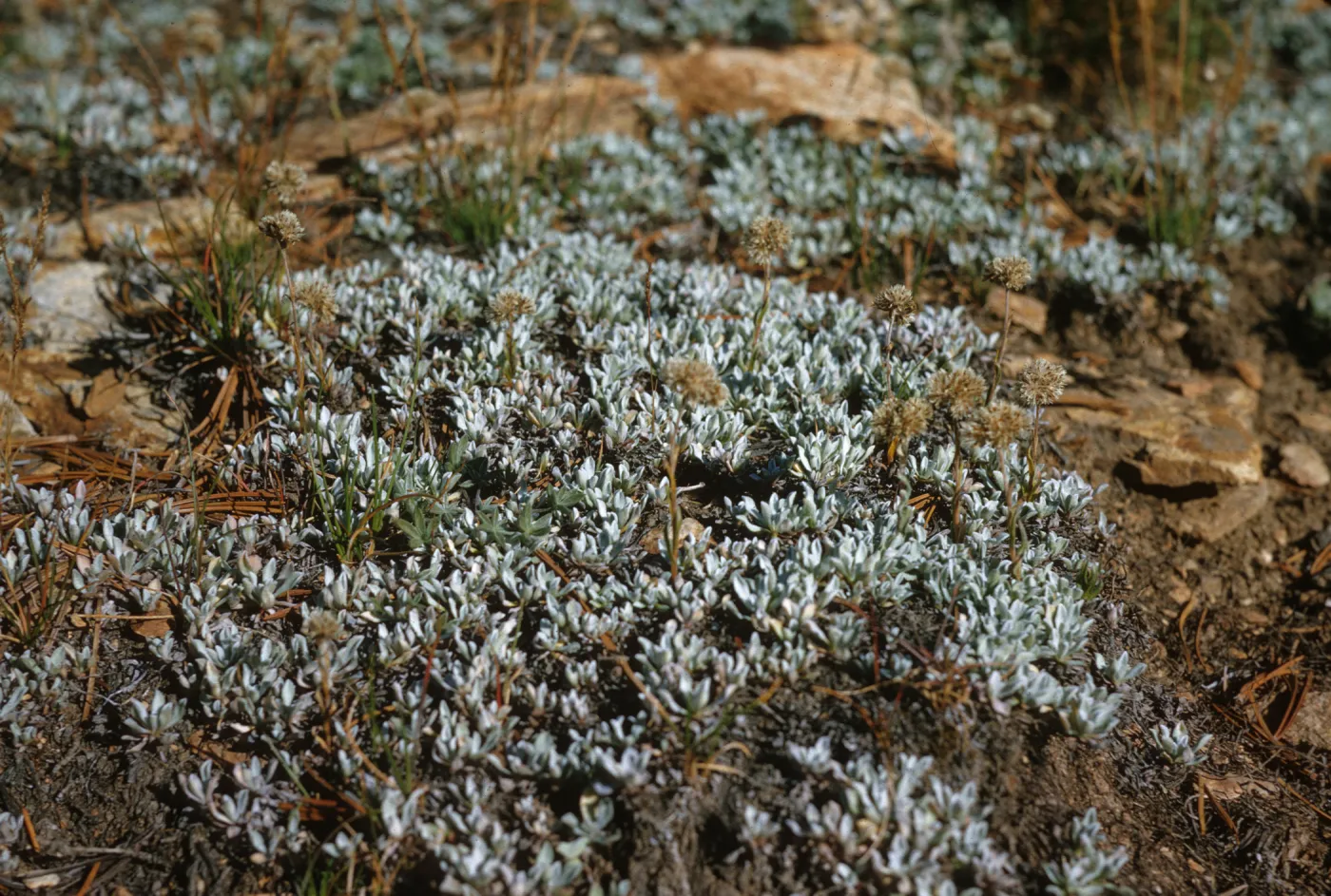 Short, oval-shaped, white-green leaves grow close to the ground in tiny, round clusters. 