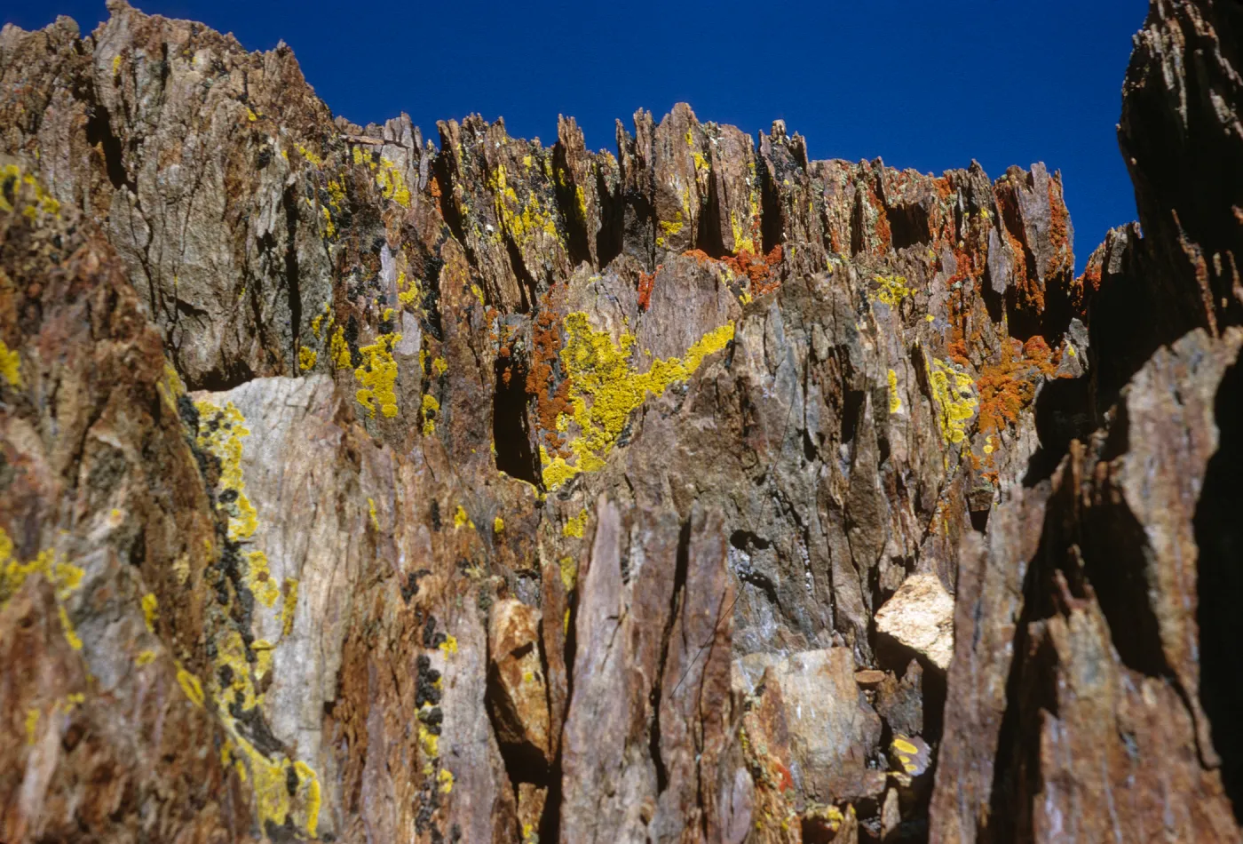 Yellow, orange, and black lichens grow on fractured, brown rock. 