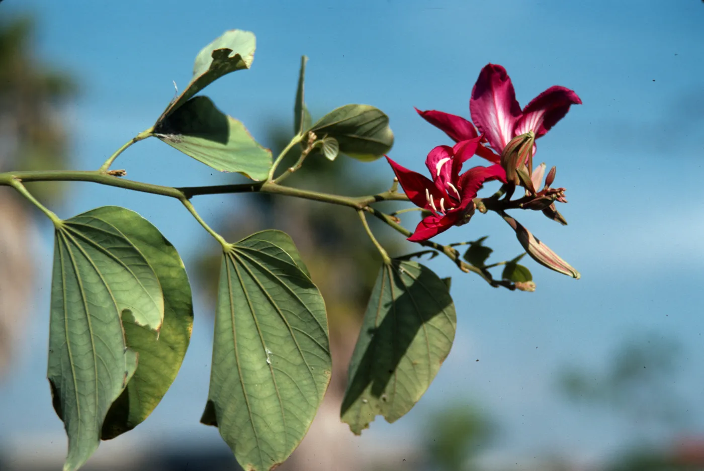 Two deep pink, long-petaled flowers goe at the end of a narrow, green stem with round leaves. 