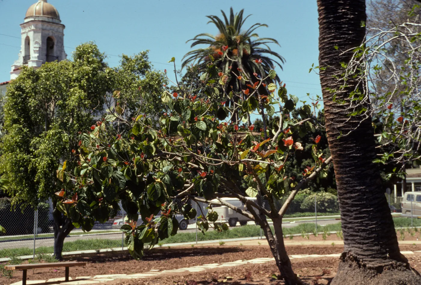 A tree with green and fresh, red leaves grows in a field of soil beside a path of large stones and a much taller palm tree. Old model trees and a building with a white steeple are visible in the background behind a chain-link fence.