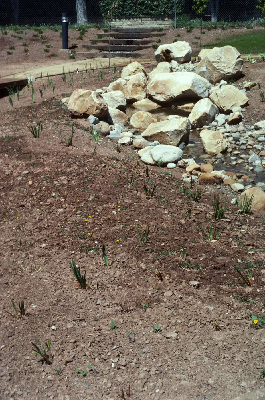 Small plants sprout from a bed of soil in between a rocky stream on one side and a path on the other.