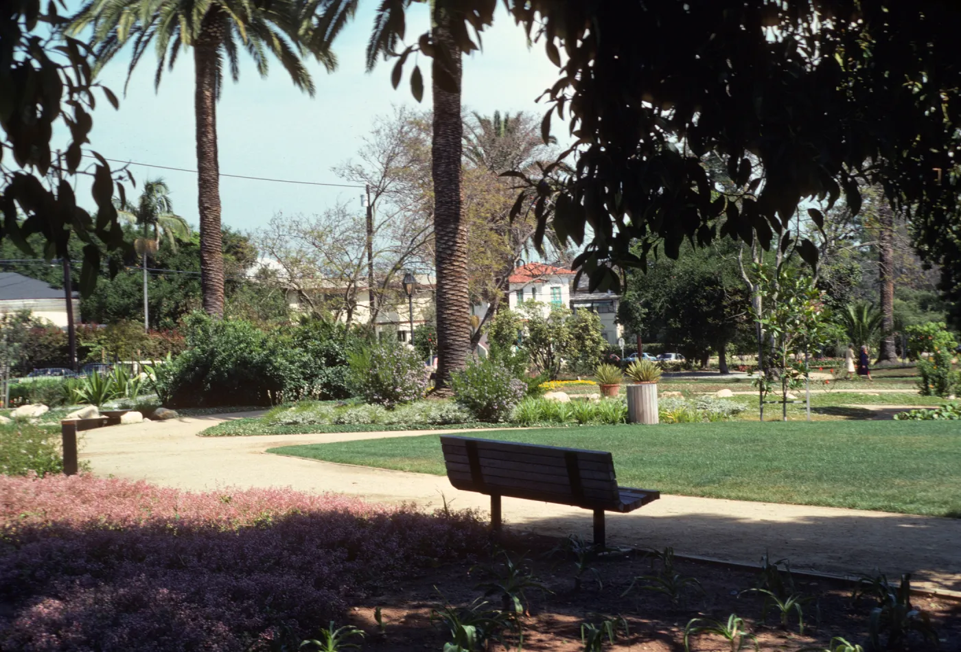 A wooden bench in the shade at the side of a path. The path branches off between fields of green grass, pink flowers, tall palm trees, and buses of various sizes. 