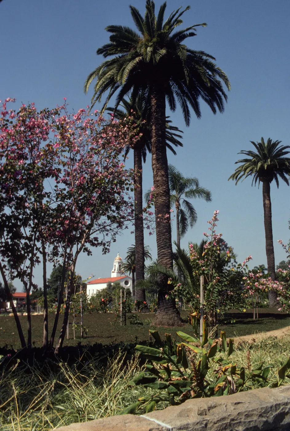 Several varieties of plants, including pink flowering trees, slender trees supported by trellises, and huge palm trees grow in a grassy field if front of a white building with a gold-domed steeple. 