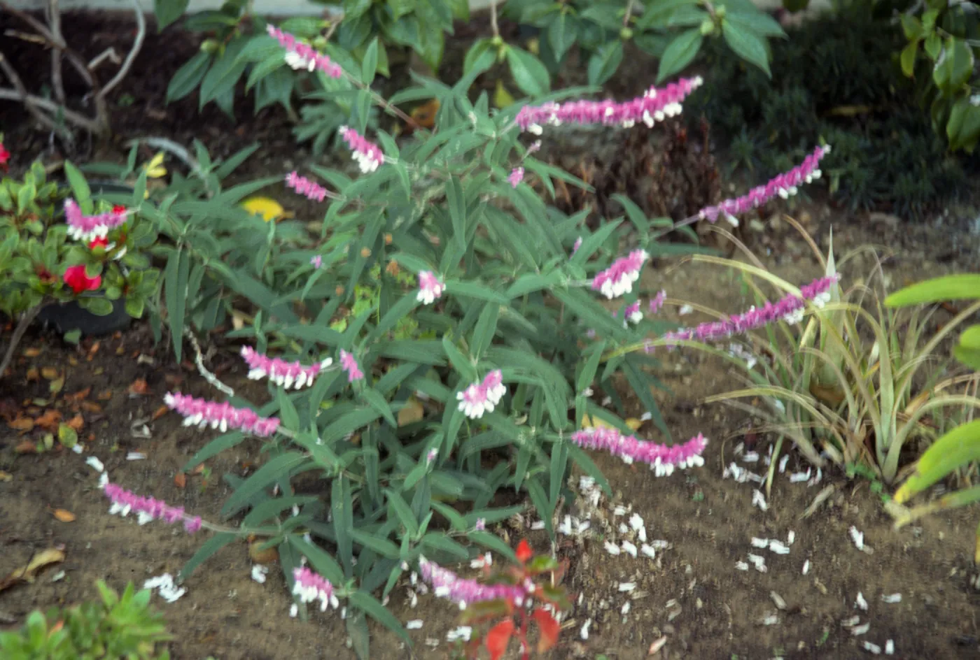 A small plant with many long, narrow leaves. Several long stems are covered in long, narrow clusters of deep pink and white flowers. 
