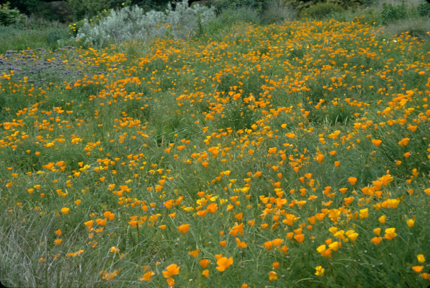 Eschscholzia, field of poppies (California Poppy)