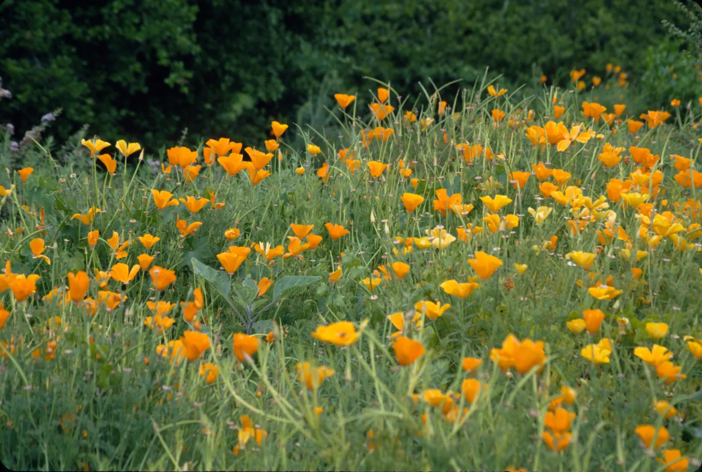 Eschscholzia, field of poppies (California Poppy)