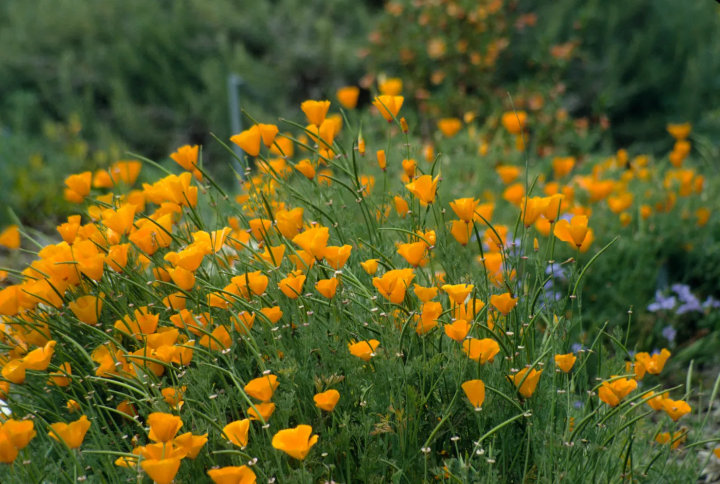 Eschscholzia (California Poppy)