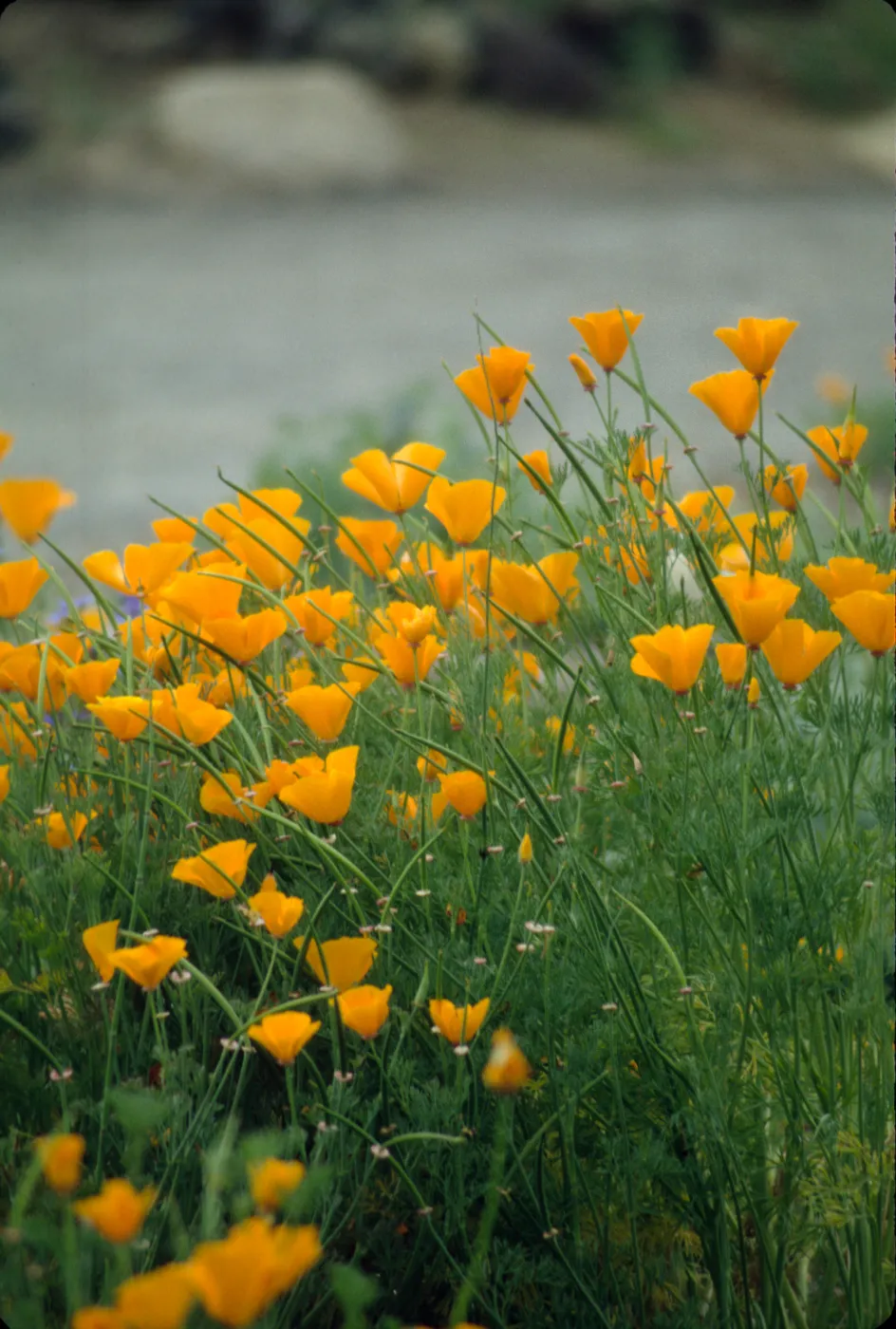 Eschscholzia (California Poppy)
