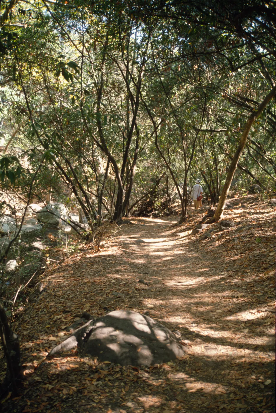 Canyon Trail, SBBG