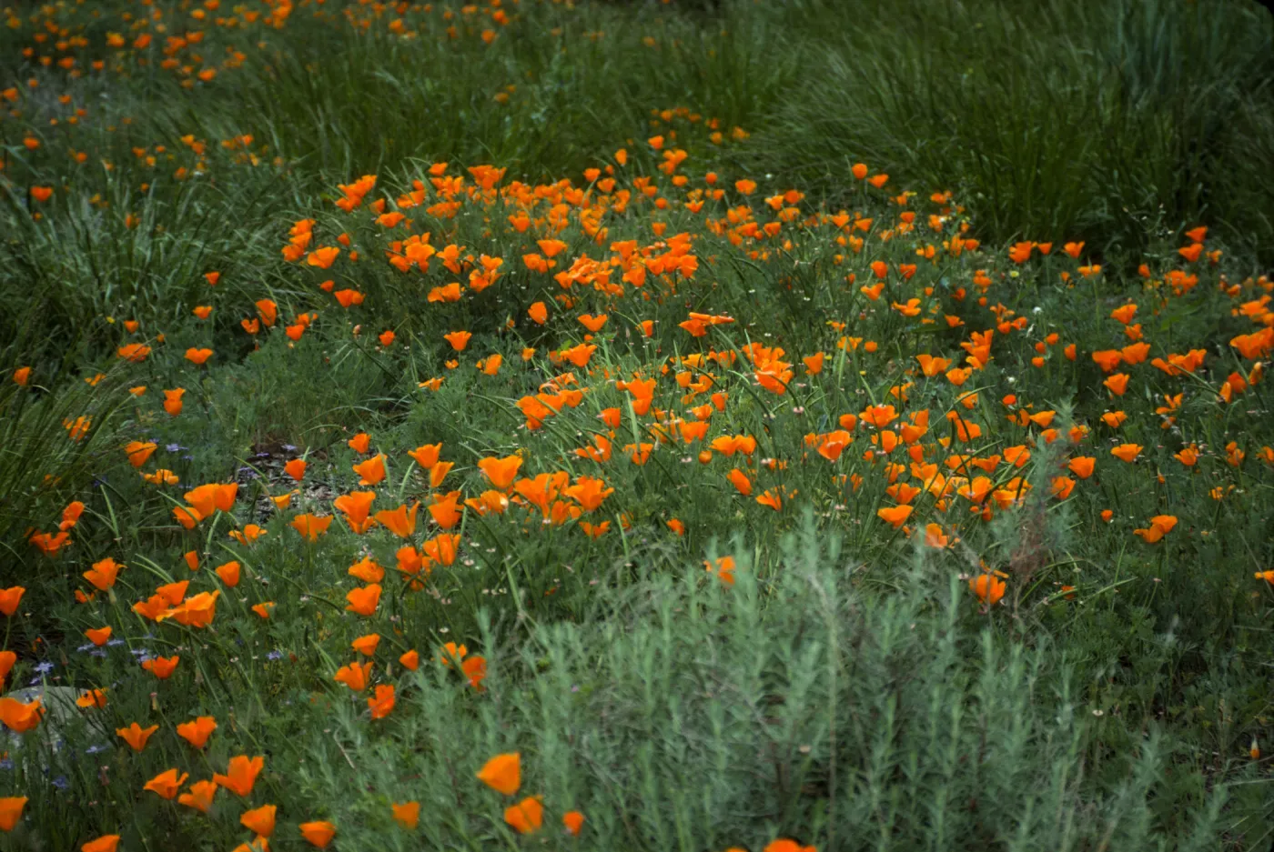 Eschscholzia, field of poppies (California Poppy)