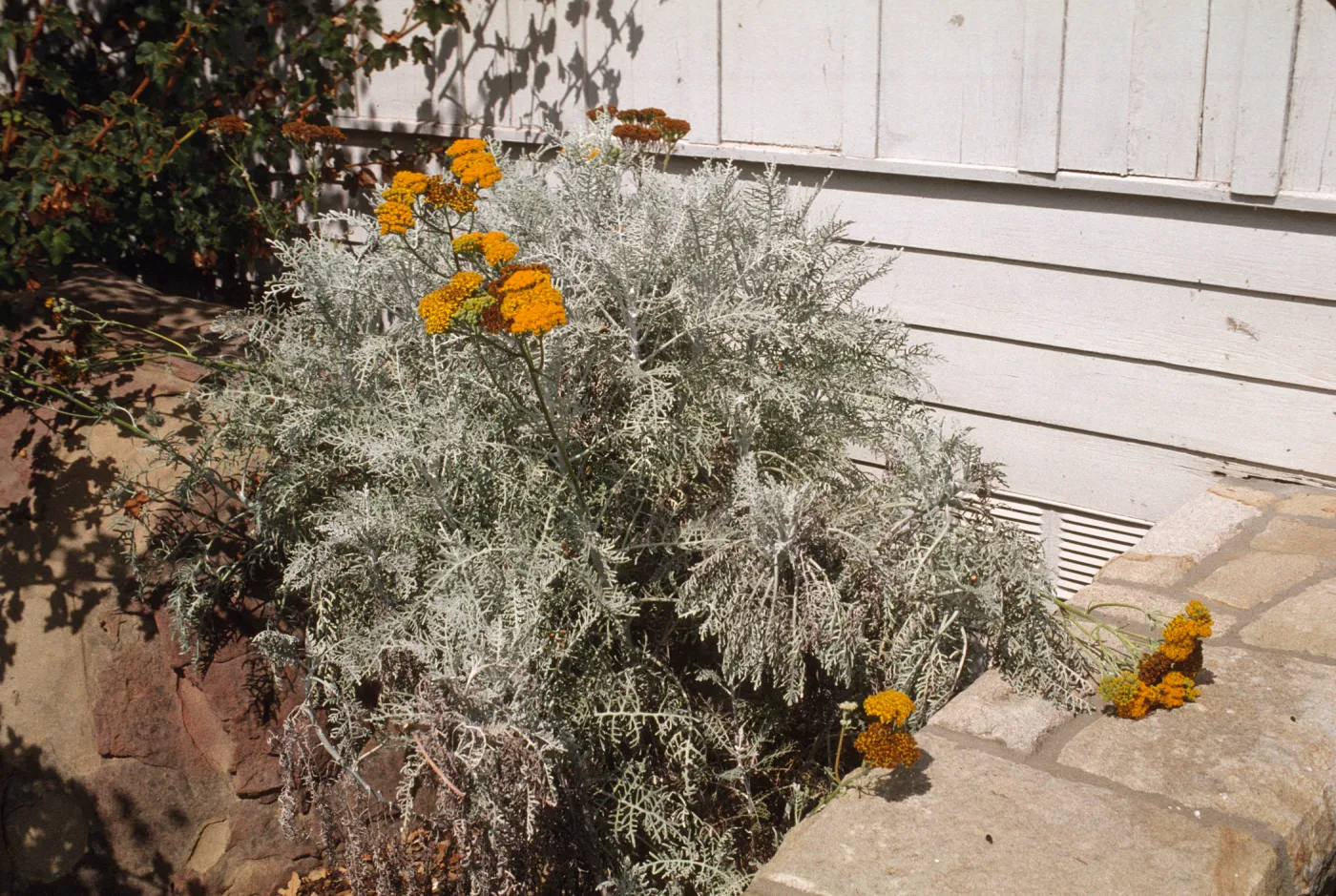 Eriophyllum nevinii
