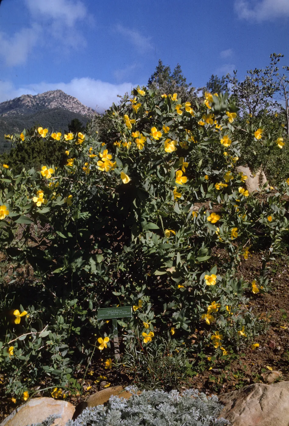 SBBG, Dendromecon