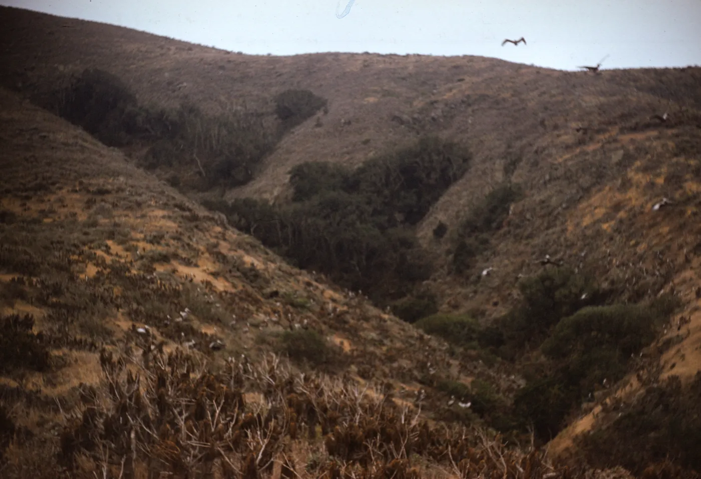 Quercus tomentella, West Anacapa Island