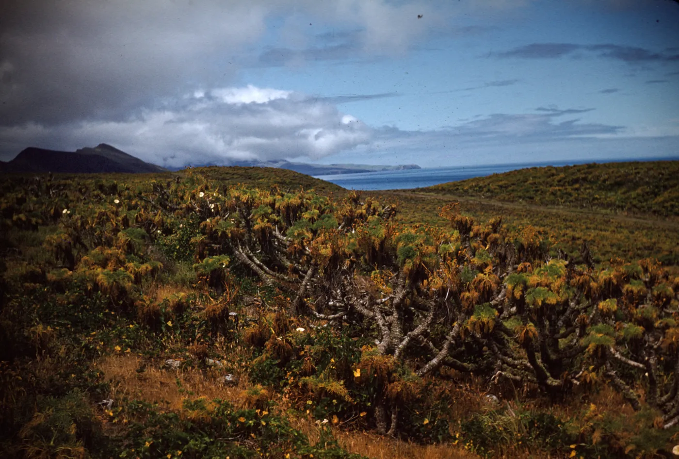 Center of East Anacapa Island, Ridges covered with Coreopsis gigantea