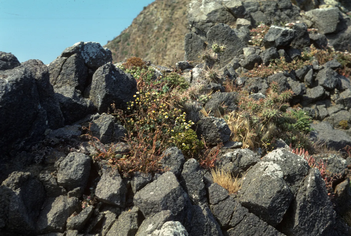 Middle Anacapa Island, Calandrinia, Opuntia (Prickly-pear), South Knife Edge
