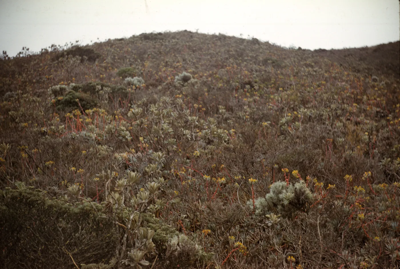 Dudleya caespitosa colony with flowers on Anacapa Island