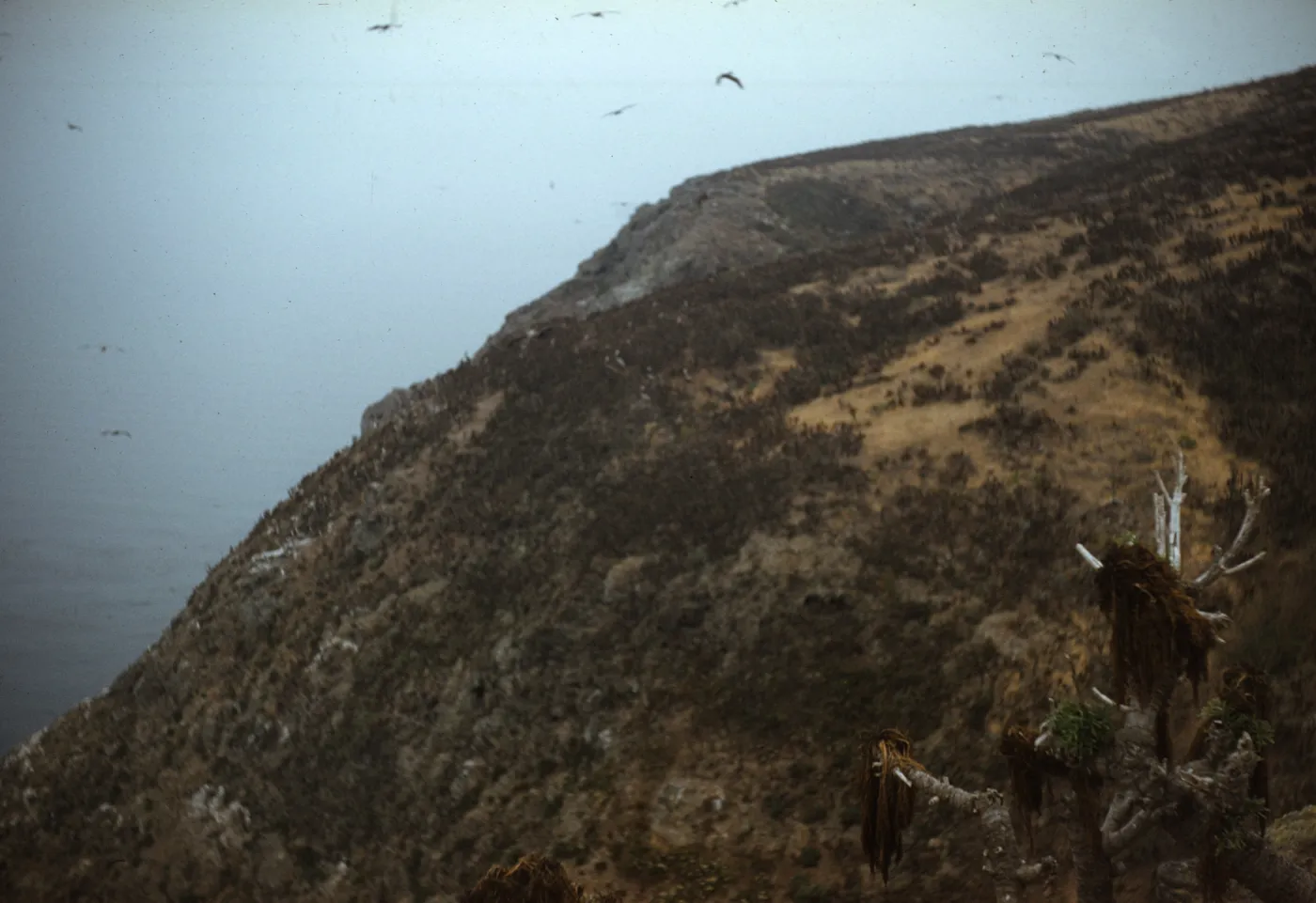 North Slope of West Anacapa Island