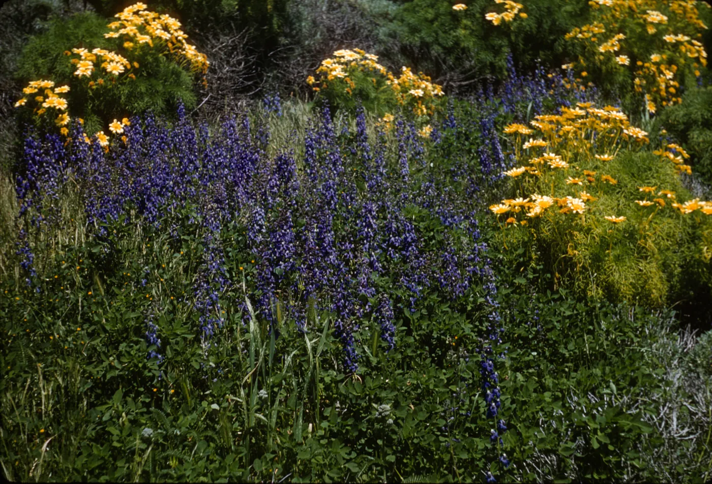 Delphinium north side of Middle Anacapa Island at old sheep ranch