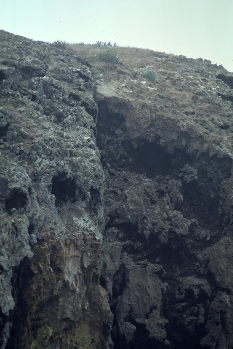 Lavatera on West Anacapa Island