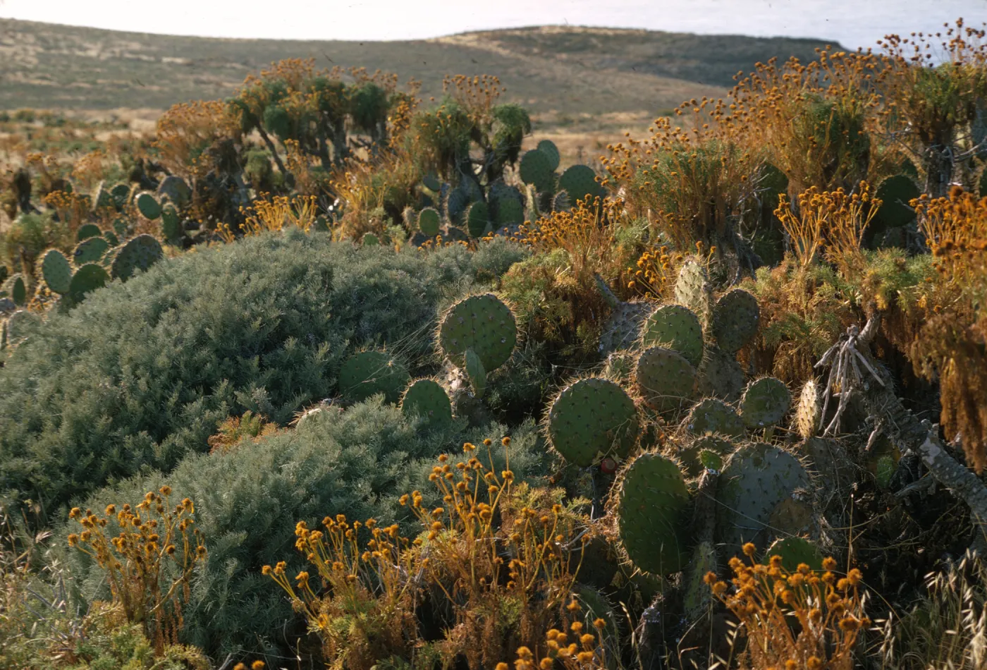 East Anacapa Island (Prickly-pear)