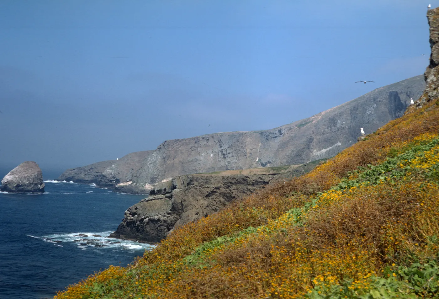 Lasthenia on Santa Barbara Island