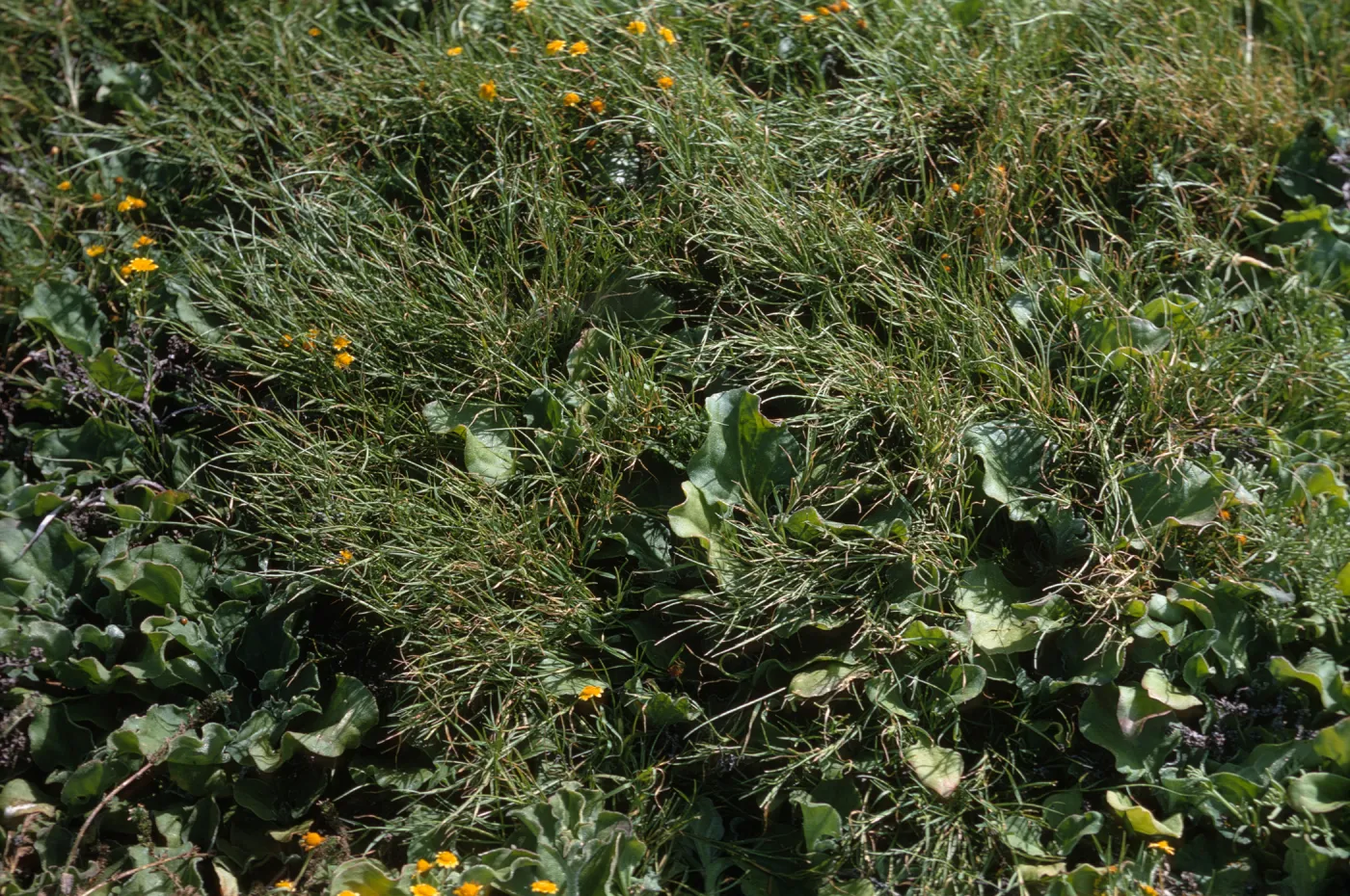 Parapholis incurva, Santa Barbara Island