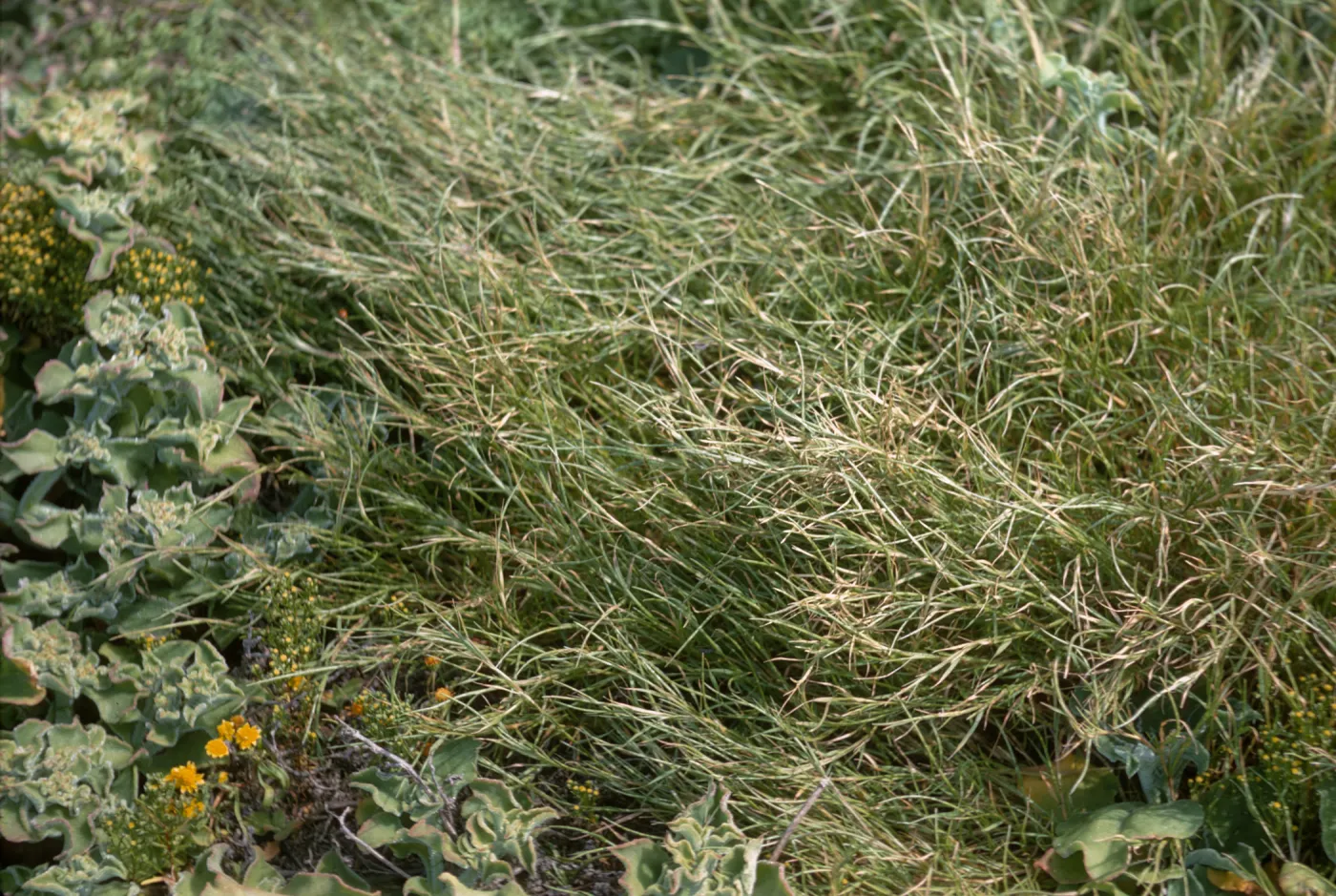 Parapholis incurva, Santa Barbara Island