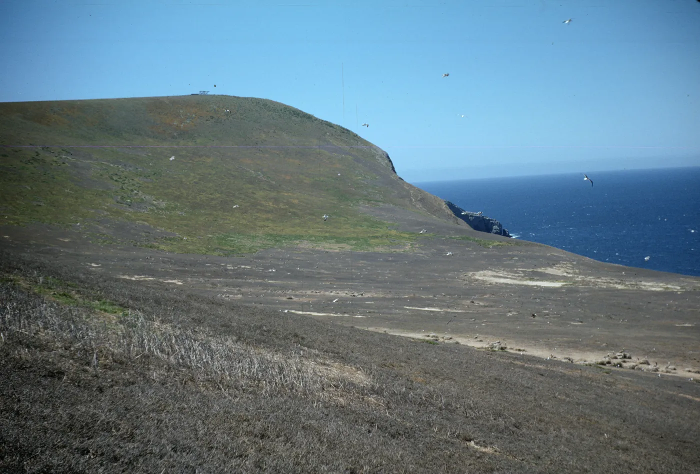 North face of Signal Hill, Santa Barbara Island