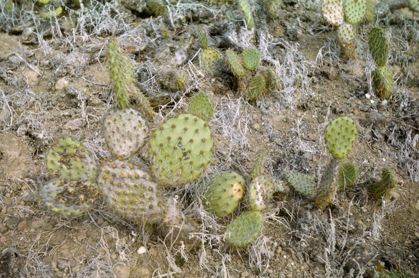 Santa Barbara Island, Opuntia (Prickly-pear)