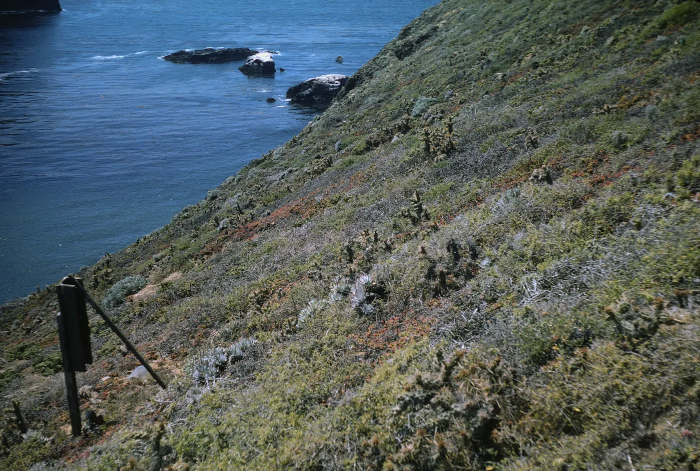 Dunkles Station, south side of Signal Peak, Santa Barbara Island