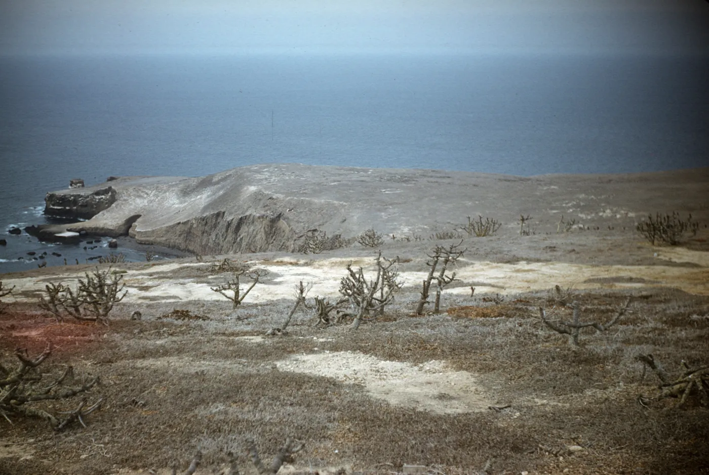 looking from Signal Peak over the west terrace to Webster point, Santa Barbara Island