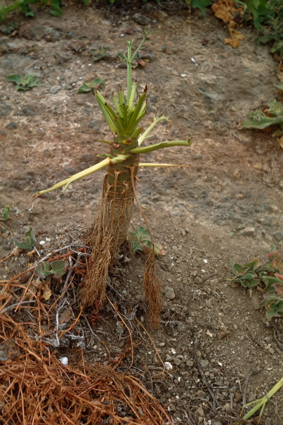 Coreopsis damaged by NZ red rabbits Santa Barbara Island
