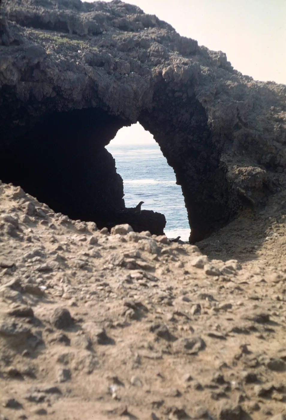 Santa Barbara Island, seals in silhouete