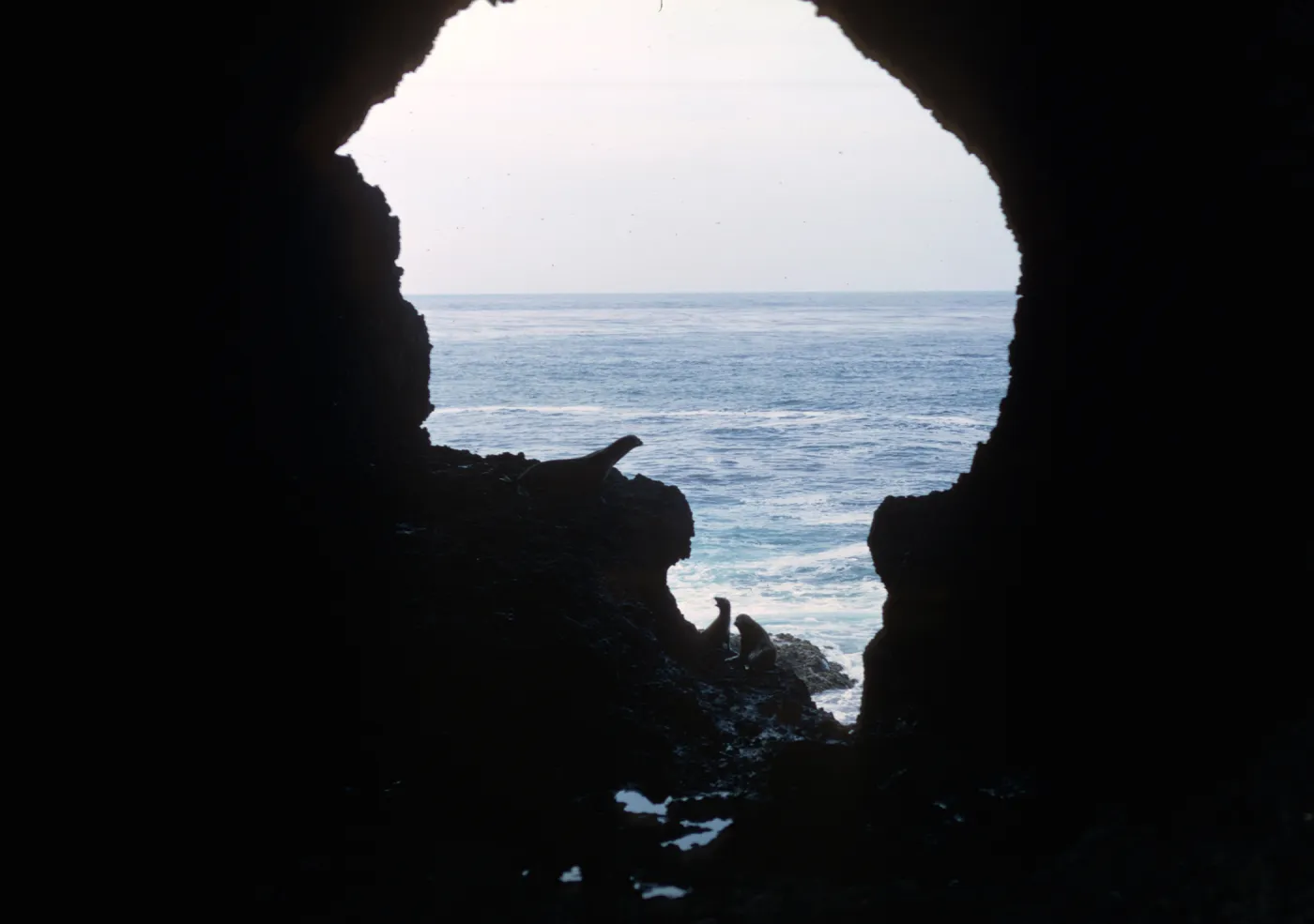 Santa Barbara Island, seals in silhouette