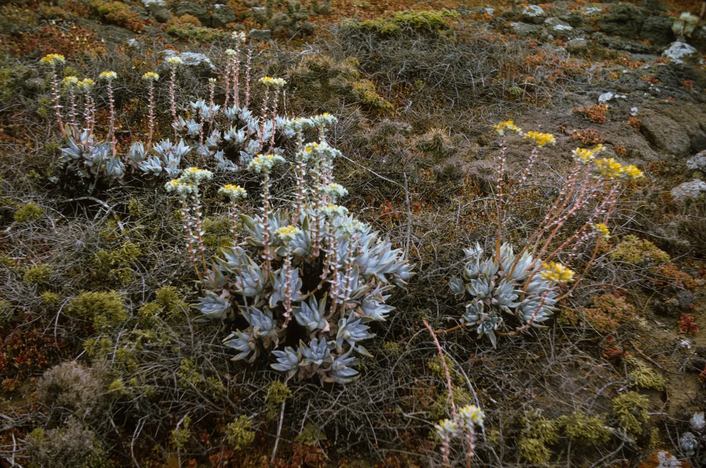 Santa Barbara Island (liveforevers)