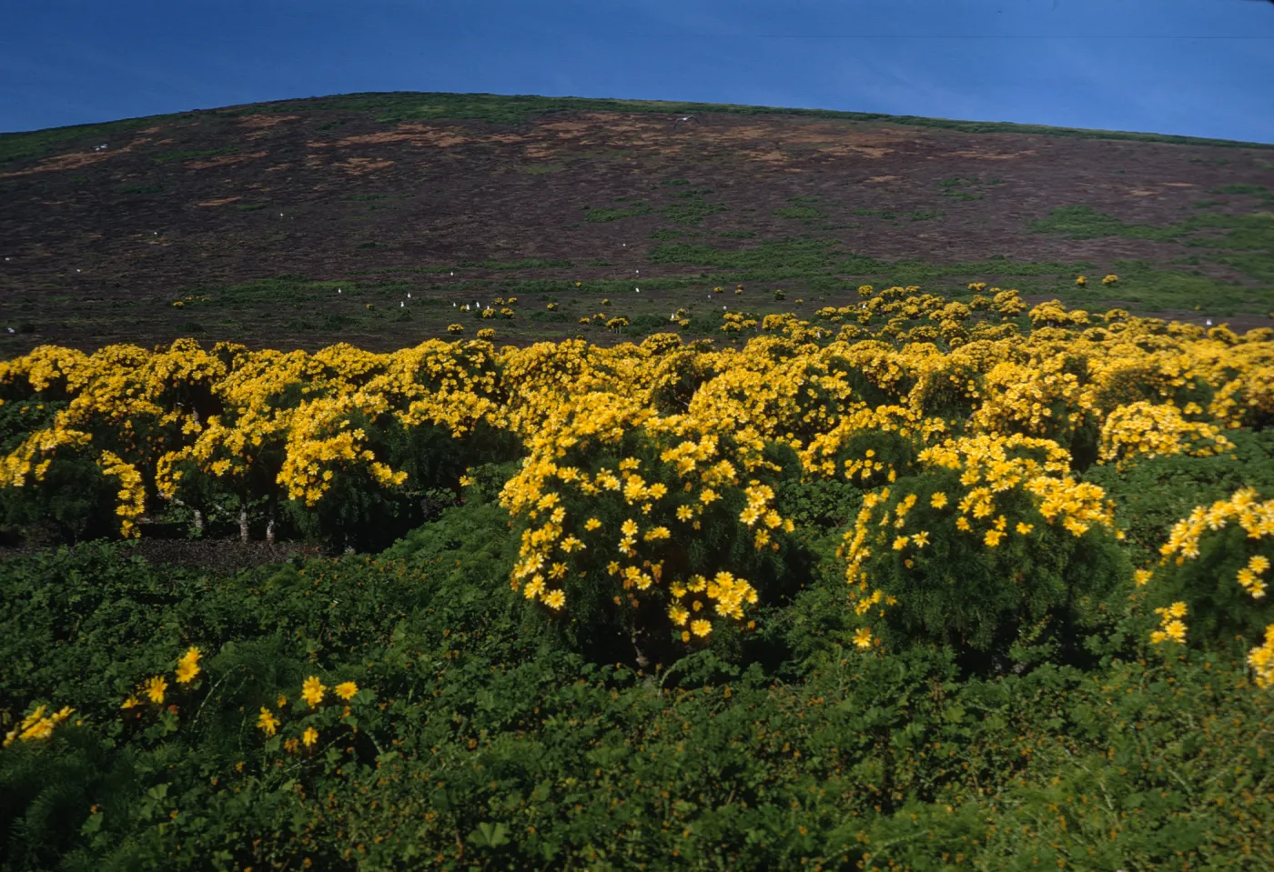 Santa Barbara Island
