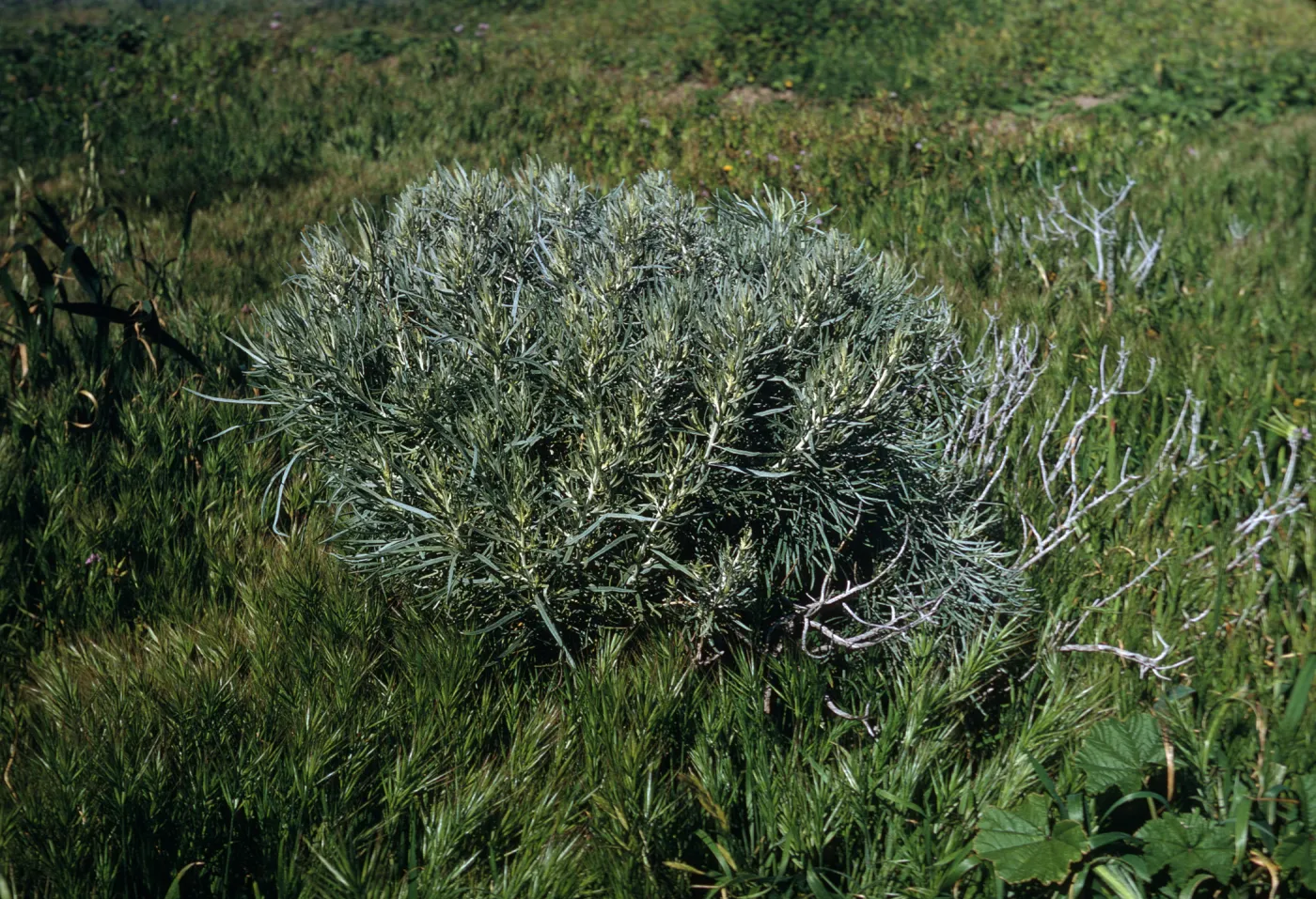 Santa Barbara Island