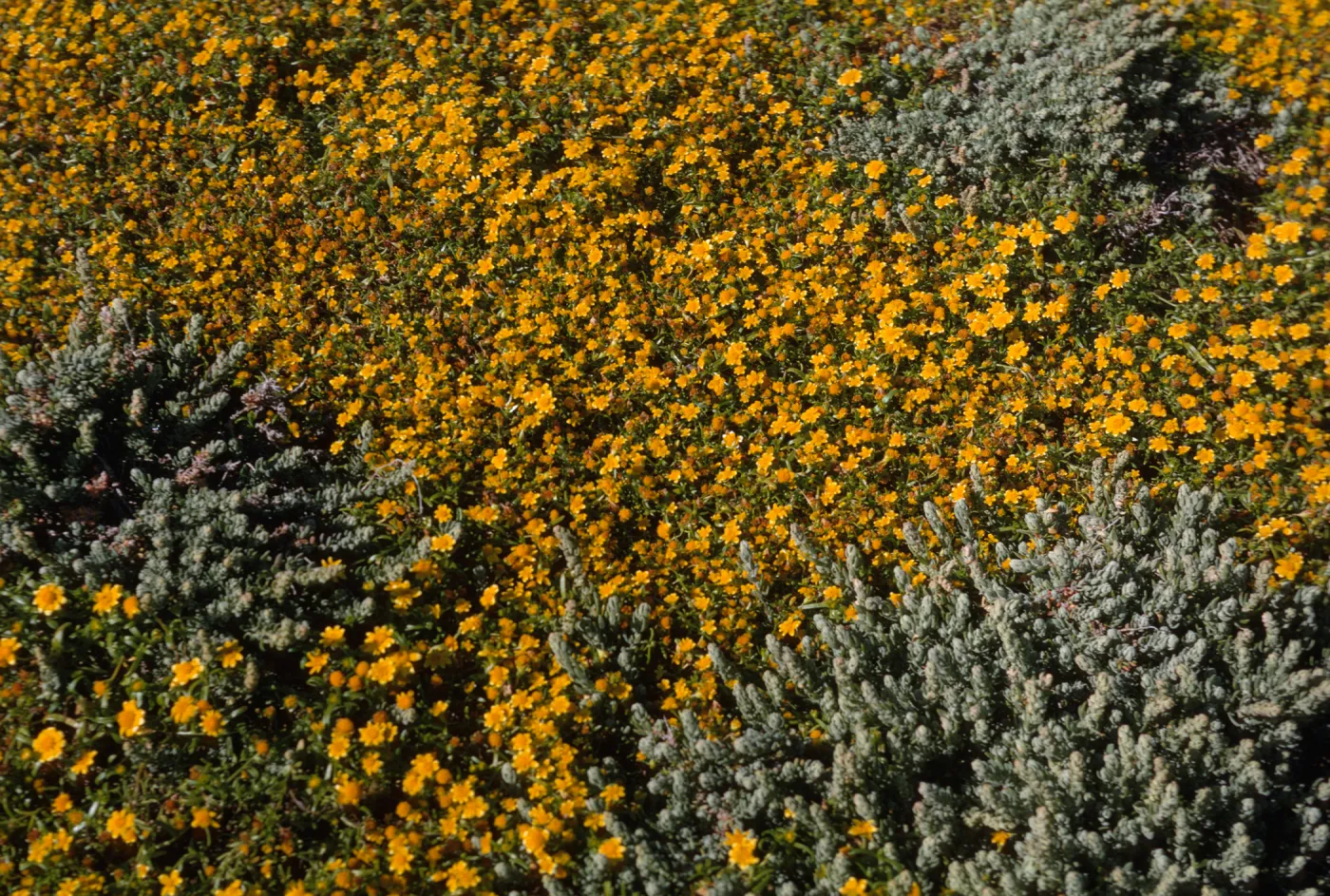 Santa Barbara Island