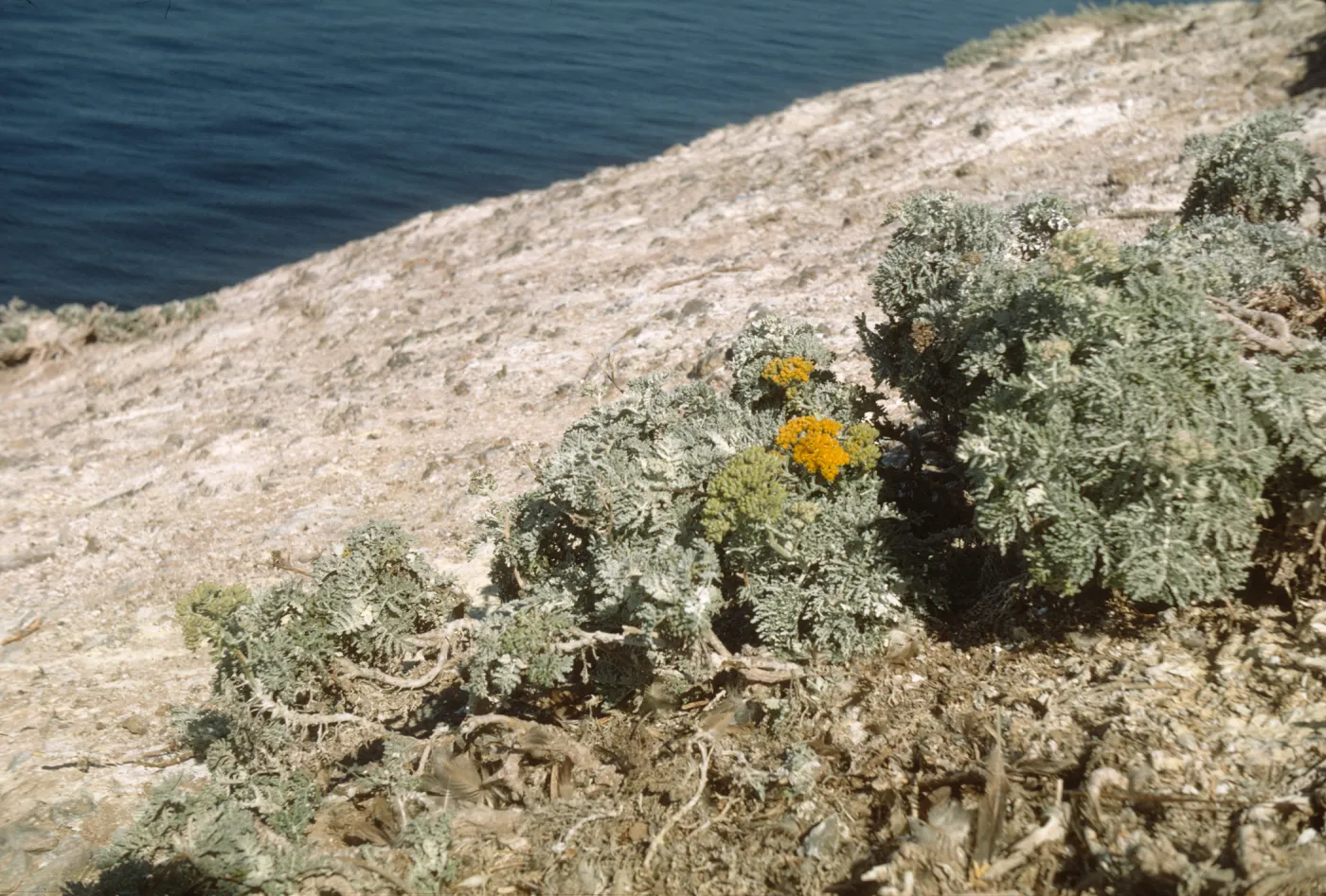 Santa Barbara Island, Sutil Island