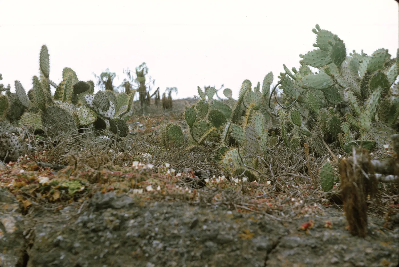 Santa Barbara Island (Prickly-pear)